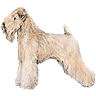 PHPBB dogs1 : Soft Coated Wheaten Terrier