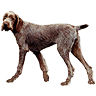 PHPBB dogs1 : Spinone Italiano