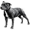 PHPBB dogs1 : Staffordshire Bull Terrier