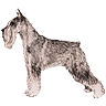 PHPBB dogs1 : Standard Schnauzer