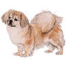 PHPBB dogs1 : Tibetan Spaniel