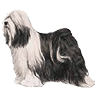 PHPBB dogs1 : Tibetan Terrier