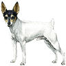 PHPBB dogs1 : Toy Fox Terrier