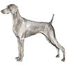 PHPBB dogs1 : Weimaraner