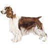 PHPBB dogs1 : Welsh Springer Spaniel