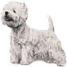 PHPBB dogs1 : West Highland White Terrier