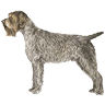 PHPBB dogs1 : Wirehaired Pointing Griffon