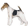 PHPBB dogs1 : Wire Fox Terrier