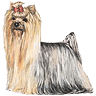 PHPBB dogs1 : Yorkshire Terrier