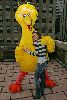 Maria Menounos pictures with the yellow big bird pictures