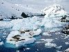 Antarctica : Crab-Eater Seals, Peterman Island, Antarctic Peninsula