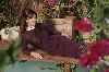 Najwa Karam : najwa picture in a dark purple dress on a pond