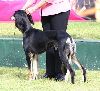 Animals Dogs : A Black Saluki