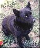 Animals Dogs : A Black Schipperke