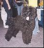 Animals Dogs : A Black Standard Poodle