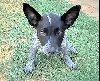 Animals Dogs : blue heeler kelpie CROSS