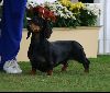 Animals Dogs : Dachshund  Smooth Haired