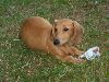 Animals Dogs : Dachshund X