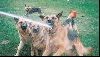 Animals Dogs : German Shepherd drinking water