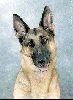 Animals Dogs : German Shepherd