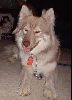 Animals Dogs : Hidie the wolf