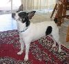 Animals Dogs : Jack Russell X Mini Foxy