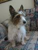 Animals Dogs : Jack Russell x Silky Terrier