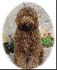 Animals Dogs : Labradoodle