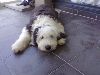 Animals Dogs : Lazy dog - old english sheepdog