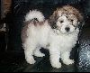 Animals Dogs : Maltese X Shih Tzu puppy