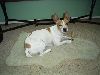 Animals Dogs : Mini Fox terrier