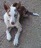 Animals Dogs : Red Merle AND White.