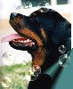 Animals Dogs : Rottweiler WITH bubbles