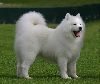 Animals Dogs : Samoyed dog