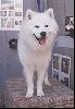 Animals Dogs : Samoyed