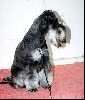 Animals Dogs : Schnauzer