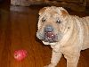 Animals Dogs : Shar-Pei