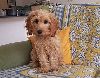 Animals Dogs : Spoodle