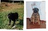 Animals Dogs : Staffies