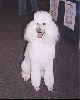 Animals Dogs : Standard Poodle