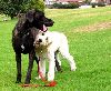 Animals Dogs : Taiga AND friend