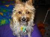 Animals Dogs : Terrier