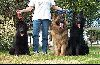 Animals Dogs : Three colors OF German Shepherds