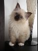 Animals Cats : Birman