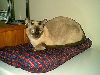 Animals Cats : Chocolate Mink Tonkinese