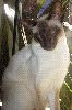 Animals Cats : Chocolate point Siamese