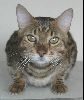 Animals Cats : Manx