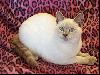 Animals Cats : Old Style Siamese