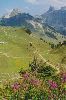 Cities Europe Switzerland : Flowers in the Alpengarten atop the Schynige Platte