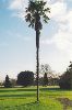 Cities Europe Ireland : A palm tree  in Phoenix Park, Dublin